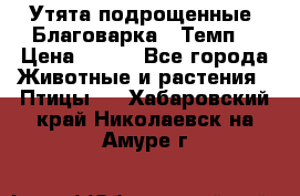 Утята подрощенные “Благоварка“,“Темп“ › Цена ­ 100 - Все города Животные и растения » Птицы   . Хабаровский край,Николаевск-на-Амуре г.